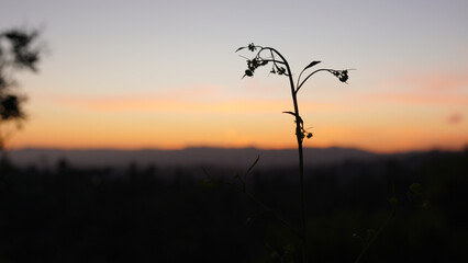 Fototapeta premium the sky at sunset with a flower in front of it