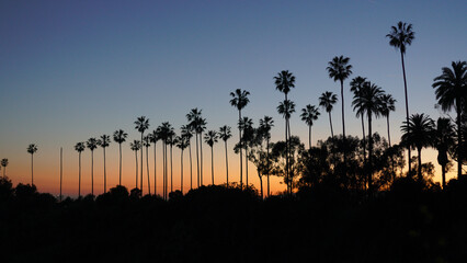 Silhouetted palm trees against a setting sun in the distance.