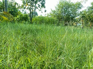 Hemarthria is a genus of herbaceous plants in the grass family. 