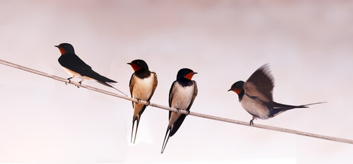 A gaggle of swallows on a wire against a blurred grey background.