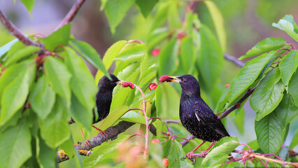 A pair of starlings are hiding among the leaves on the branches of a cherry tree.....