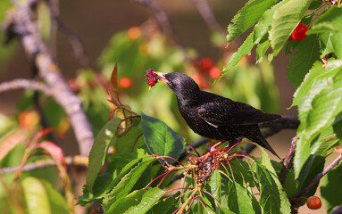 A starling with a mulberry in its beak on the branches of a cherry tree..