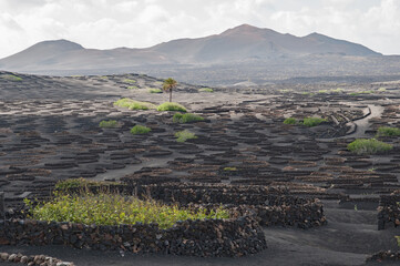 La Geria - Lanzarote
