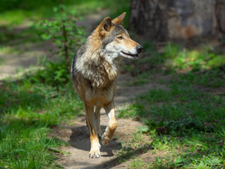 Running wolf along a forest path in the morning in summer