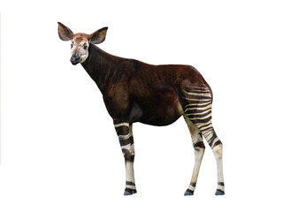 Okapi isolated on white background