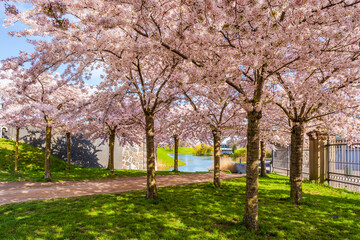 Beautiful cherry blossom trees in Langelinie park in Copenhagen, Denmark