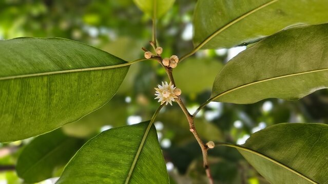 Close image of a flower, Mimusops Elengi or Bokul flower on the tree.