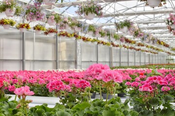 Growing and selling flowers in a modern greenhouse. Flower arrangements in hanging pots in a flower...