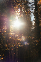 Beautiful autumnal colors in the Cansiglio Forest, in Northern Italy