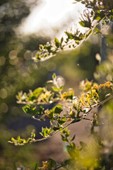 Chèvrefeuille en fleur au coucher du soleil