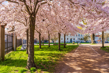 Beautiful cherry blossom trees in Langelinie park in Copenhagen, Denmark