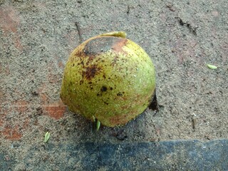 Bintaro (Cerbera manghas) fruit on the ground. the sap can be used as a poison for hunting