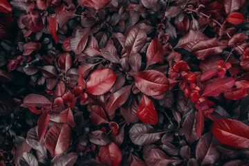 Red leaves of a bush medium sized shrub as autumn creative colorful elegant rich botanical natural...