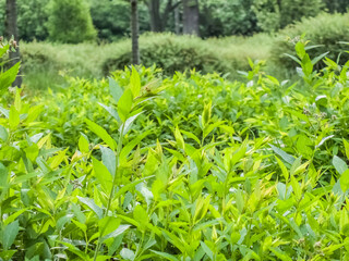 Green bushes shrubs in green city park during summer