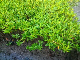 Mangrove plants on the edge of the pier. Mangrove has a function as a coastal protector from the...