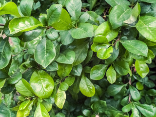 Green leaves of a bush medium sized shrub during summer as botanical natural pattern backdrop background