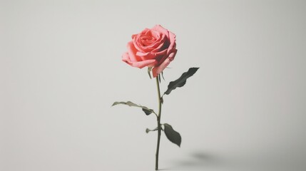 A solitary graceful pink rose stands alone against a pure white backdrop