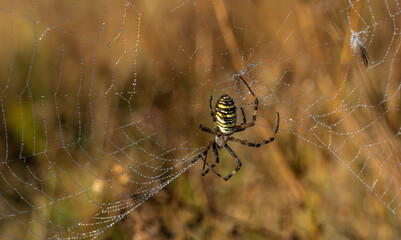 Web with a spider close-up. Drops of dew. Blurred background.