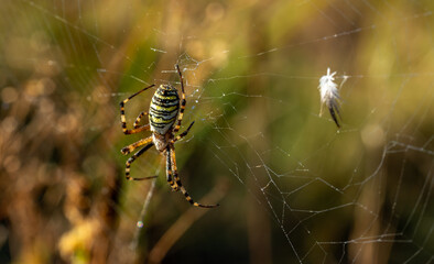 Web with a spider close-up. Drops of dew. Blurred background.