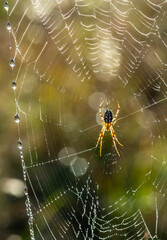 Web with a spider close-up. Drops of dew. Blurred background.