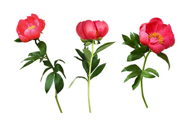 Set of coral peony flowers isolated on white or transparent background. Profile view.