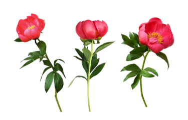 Set of coral peony flowers isolated on white or transparent background. Profile view.