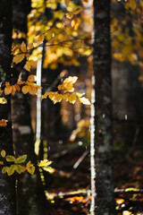 Beautiful autumnal colors in the Cansiglio Forest, in Northern Italy