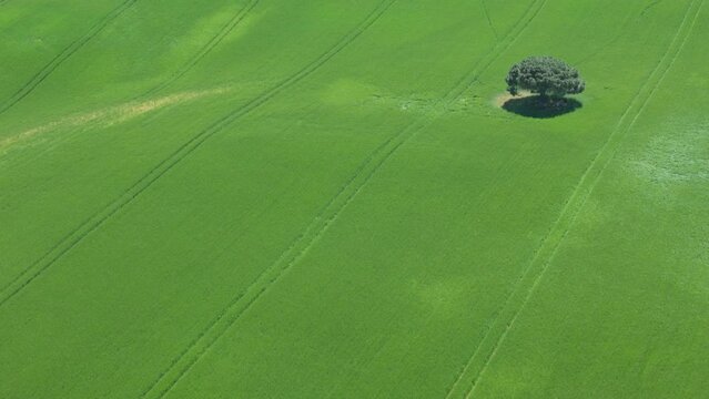 Avanc&eacute;e lente verte l'arbre isol&eacute;