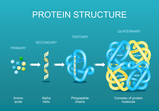 Protein structure