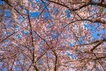 Beautiful cherry blossom against blue sky. Selective focus