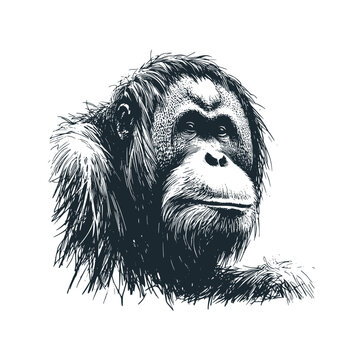 recommend clip art: The orangutan black white vector isolated.