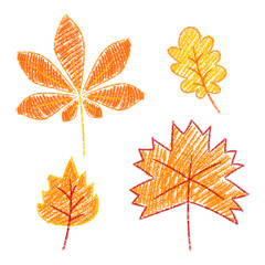 Set of chestnut, maple, oak, birch leaves drawing crayons. Vector hand drawn illustration isolated on white.