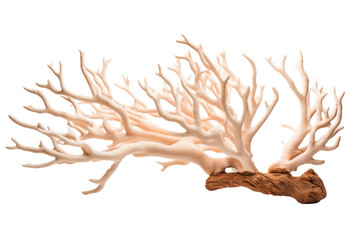A white coral branch with brown tips. The branch is long and thin, with many small branches coming off of it. The image has a serene and peaceful mood