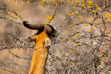 Fressende Antilope