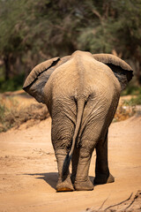 Elefant unterwegs