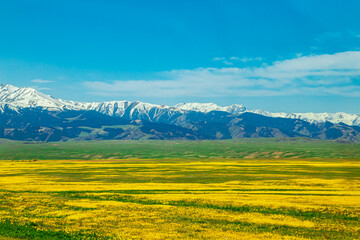 Fototapeta premium Field of yellow flowers on a clear sunny day. In the background are snow-capped mountains.
