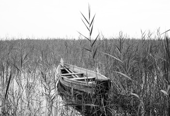Old wooden boat in water reed