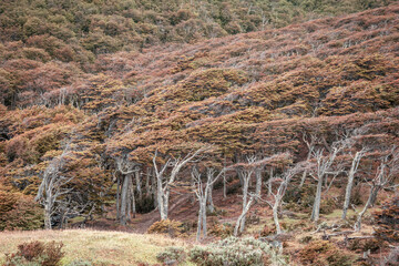 Vistas de los bosques fueguinos de árboles bandera, en ushuaia, tierra del fuego