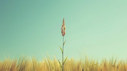 Minimalistic Nature Scene with Single Wheat Plant Against Clear Sky
