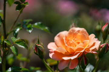 バラ園に咲くオレンジ色の薔薇