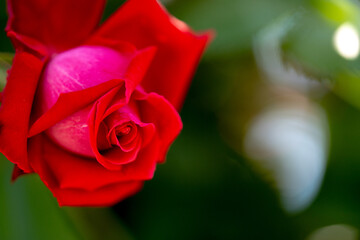 赤いバラ