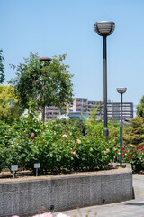 公園のバラ園