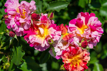 Obraz premium 斑入りのバラの花