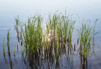 Reeds and sunshine in the water