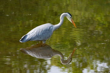 Naklejka premium grey heron (Ardea cinerea) is looking for fish in a pond near Essen Heisingen in the Ruhr Area in Germany