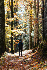 Obraz premium Beautiful autumnal colors in the Cansiglio Forest, in Northern Italy