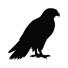 silhouette of  a falcon bird