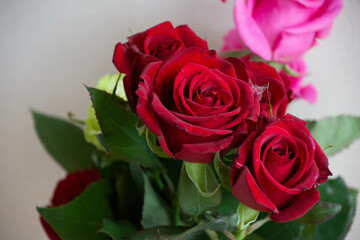 色とりどりのバラ