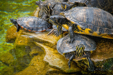 Fototapeta premium turtle on the rock, Trani, Apulia, Italy, Europe, 27.3.2024