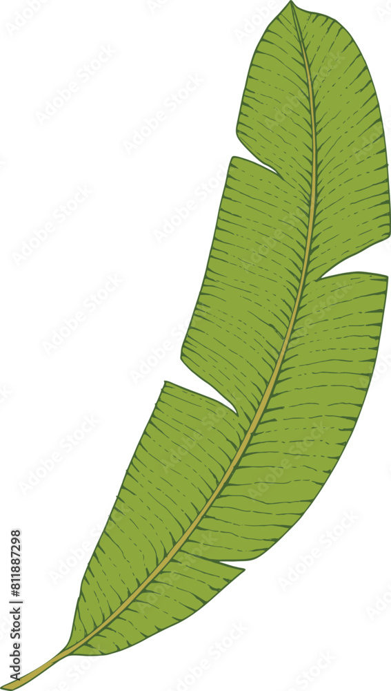 Wall mural hand drawn green banana palm leaf isolated on background. greenery icon. vector doodle illustration.